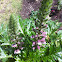 Acanthus