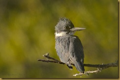 - Kingfisher looking over shoulderDSC_9000 December 06, 2010 NIKON D3S