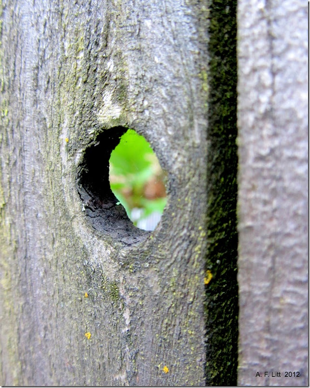 Peek-a-boo.  Gresham, Oregon.  May 22, 2012.  Photo of the Day, May 23, 2012.