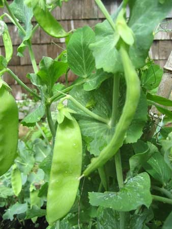[snowpeas23.jpg]