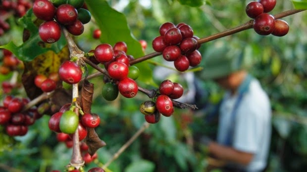 [coffee-plant-caffeine%255B3%255D.jpg]