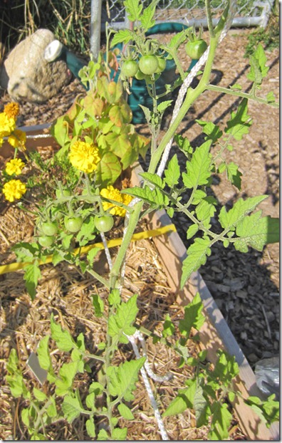 Matt's Wild Cherry tomato