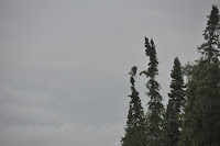 20120716_0039_N_Wabigoon.JPG Photo
