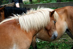 Lojsta Hed 26 juli 2010