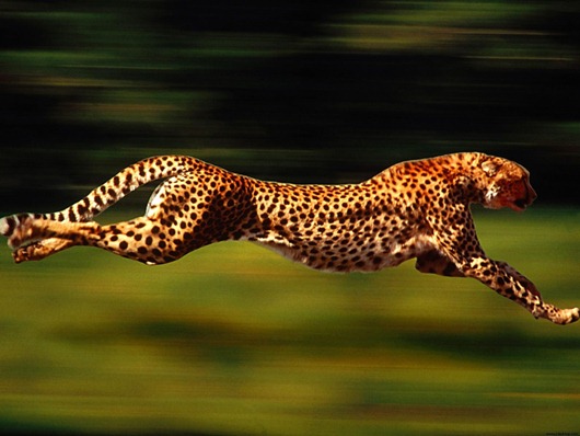 [Cheetah-Running-Speed-Animal-1920x2560%255B3%255D.jpg]