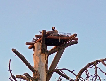 Canada Goose Nest