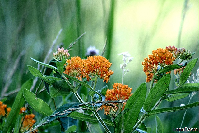 [RL_ButterflyWeed%255B6%255D.jpg]