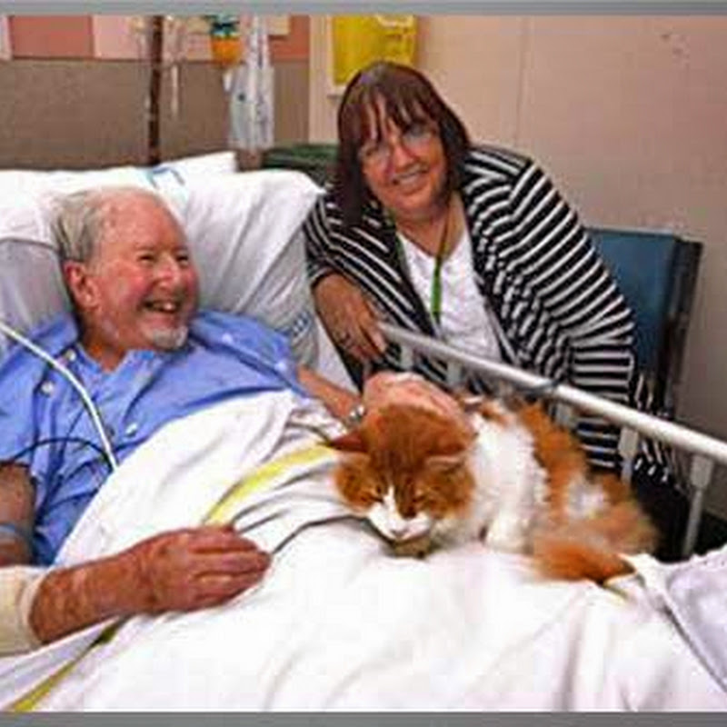 Maine Coon Show Cat Becomes a Therapy Cat