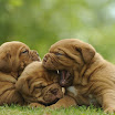 puppies_agosto3.jpg
