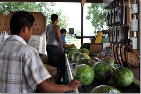 watermelons 11 0705 (44)