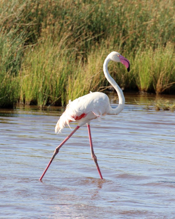 [October-20-2012-flamingo3.jpg]
