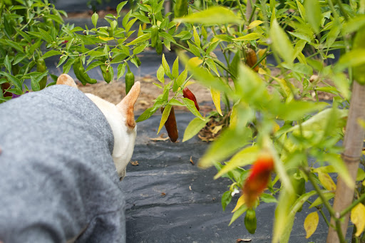 Franny, I don't think we want to be messing with these hot chili peppers. Peppers have been spicing up life for thousands of years. Franny, I don't think we want to be messing with these hot chili peppers. Peppers have been spicing up life for thousands of years.