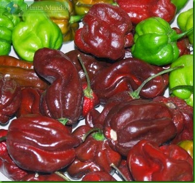 Pepper Chocolate habanero Pepper Chocolate habanero