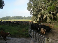 feed cows 035