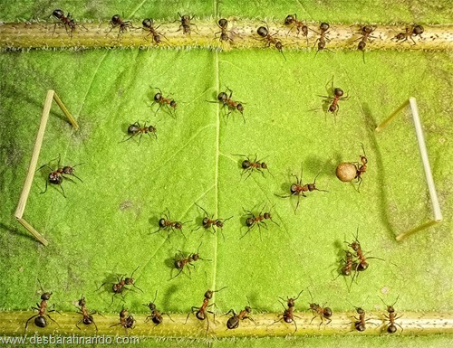 formigas inacreditaveis incriveis desbaratinando  (29)