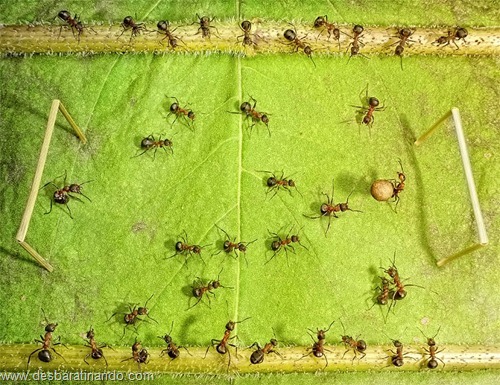 formigas inacreditaveis incriveis desbaratinando (29) formigas inacreditaveis incriveis desbaratinando (29)
