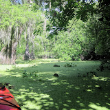 Two OClock Bayou Paddle July 14, 2012 - IMG_0020.JPG