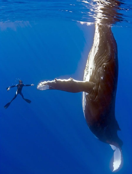whaleBAR_450x592
