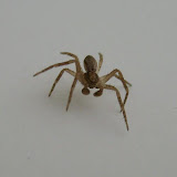 Xysticus cristatus (m)