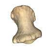 phalanx_foot_distal_2nd_left.jpg