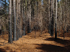 Growing Season burns help to manage woody shrubs and encourage the growth the growth of the  herbaceous layer