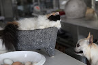 I have to admit, she looks very peaceful sleeping like that.  Did you know that this molcajete is carved from volcanic rock?