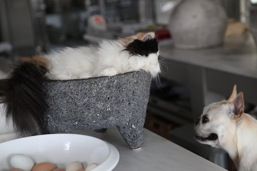 I have to admit, she looks very peaceful sleeping like that.  Did you know that this molcajete is carved from volcanic rock?