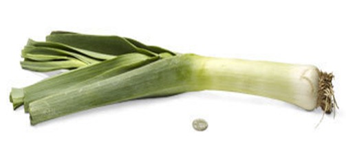 38-leek