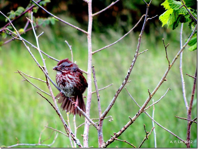 Just a bird...  Springwater Trail.  Gresham, Oregon.  May 22, 2012.  Photo of the Day, May 24, 2012.