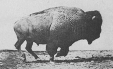 Muybridge_Buffalo_galloping Muybridge_Buffalo_galloping