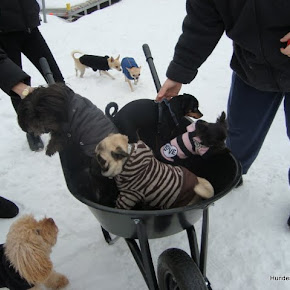 LittleDogTrainingImWinter LittleDogTrainingImWinter