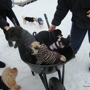 little dog training im Winter