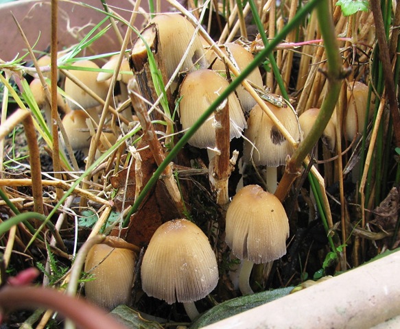 [20111107%2520%2520%25288%2529%2520Coprinellus%2520truncorum%255B4%255D.jpg]