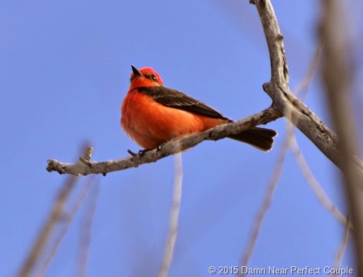 Flycatcher, Vermillion3