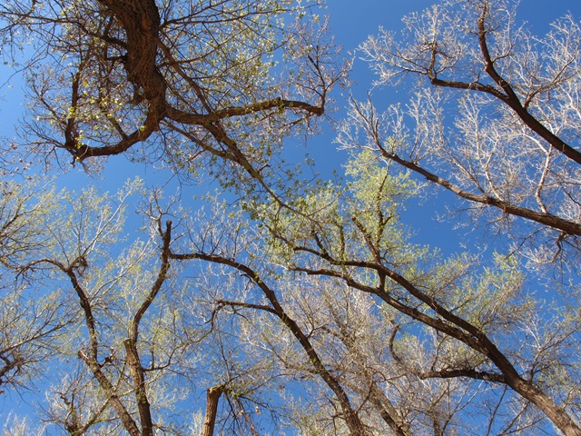 [CanyondeChellyNationalMonumentCotton%255B7%255D.jpg]