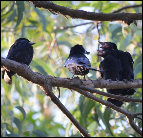 birds