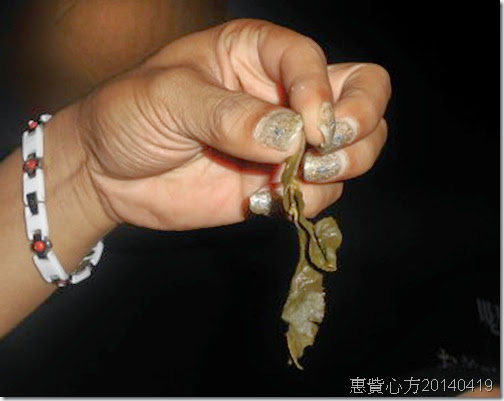 人工採茶 人工採茶