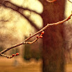 buds11sh.JPG