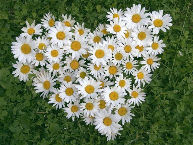 [coraz%25C3%25B3n%2520de%2520flor%255B3%255D.jpg]