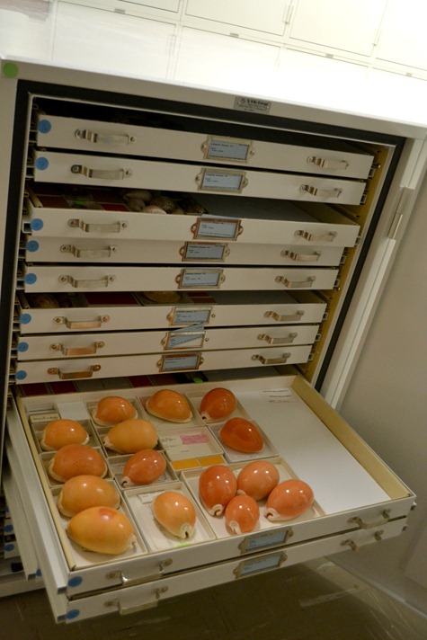 NaturalHistory_19