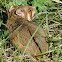 European Hamster