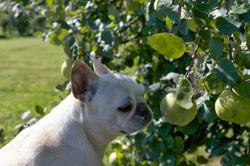In Colonial times, nearly everyone grew at least one quince tree. The fruit, which is loaded with pectin, a gelatinous setting agent, was a valued ingredient for making preserves. In Colonial times, nearly everyone grew at least one quince tree. The fruit, which is loaded with pectin, a gelatinous setting agent, was a valued ingredient for making preserves.