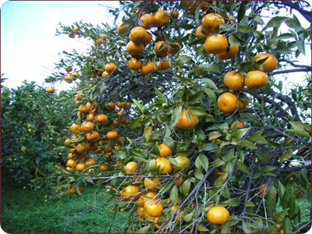 agrumi-mandaranci agrumi-mandaranci