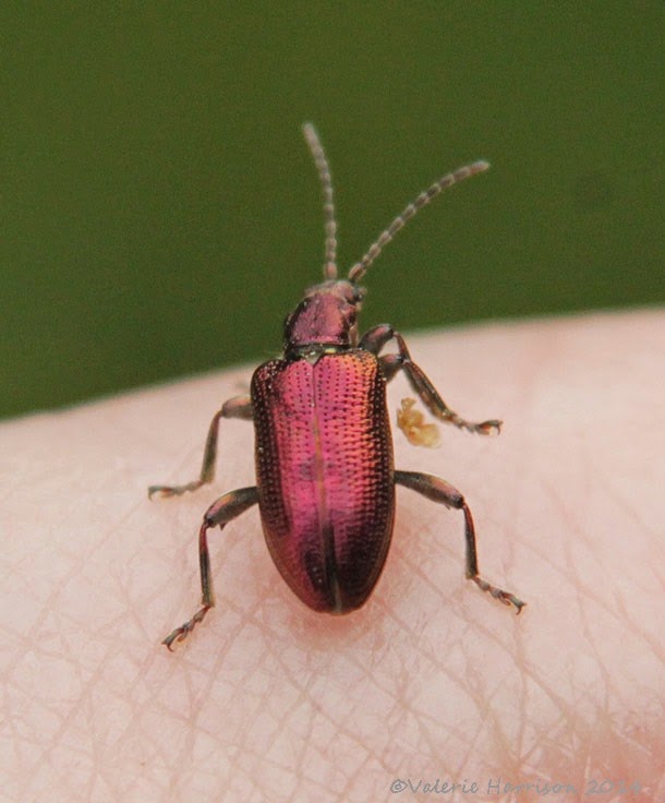 [22-Reed-Beetle-Plateumaris-sp%255B2%255D.jpg]