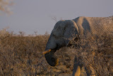 Elephant - Etosha, Namibia