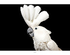 Coiffed Cockatoo Coco...
(See link in post for details on Coco who is at The Humane Society of New York)
Photo by Richard Phibbs