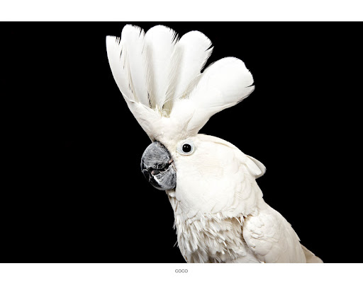 Coiffed Cockatoo Coco...
(See link in post for details on Coco who is at The Humane Society of New York)
Photo by Richard Phibbs