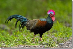 junglefowlgr-erictan-2 junglefowlgr-erictan-2