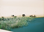 11b000035.jpg