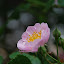 Qingdao - Badaguan - Rose parfumée